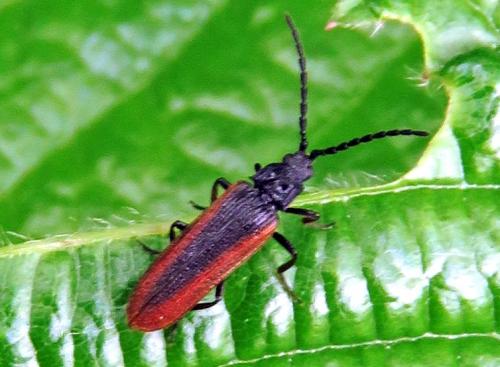 Omalisus fontisbellaquei